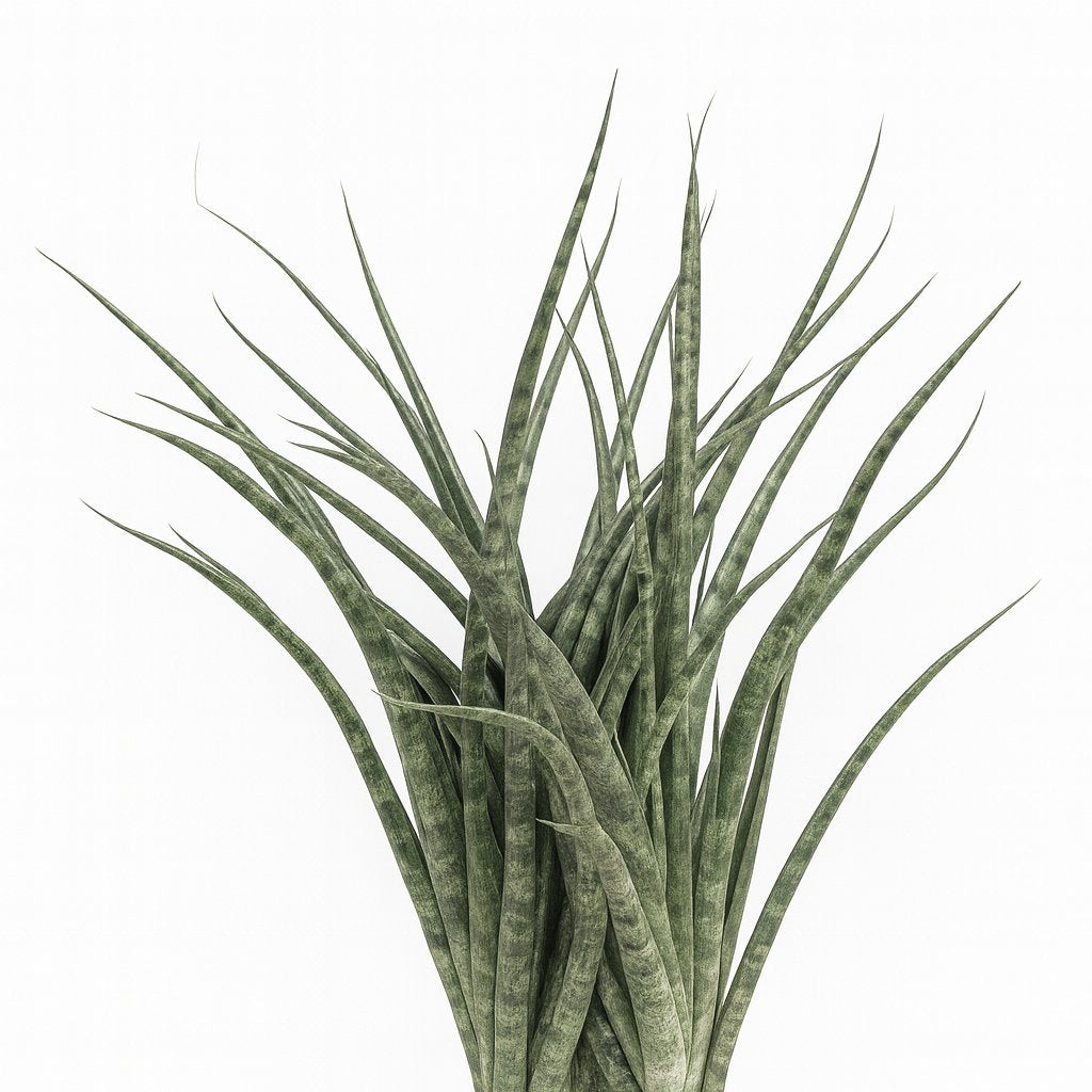Sansevieria Fernwood Punk - 35cm