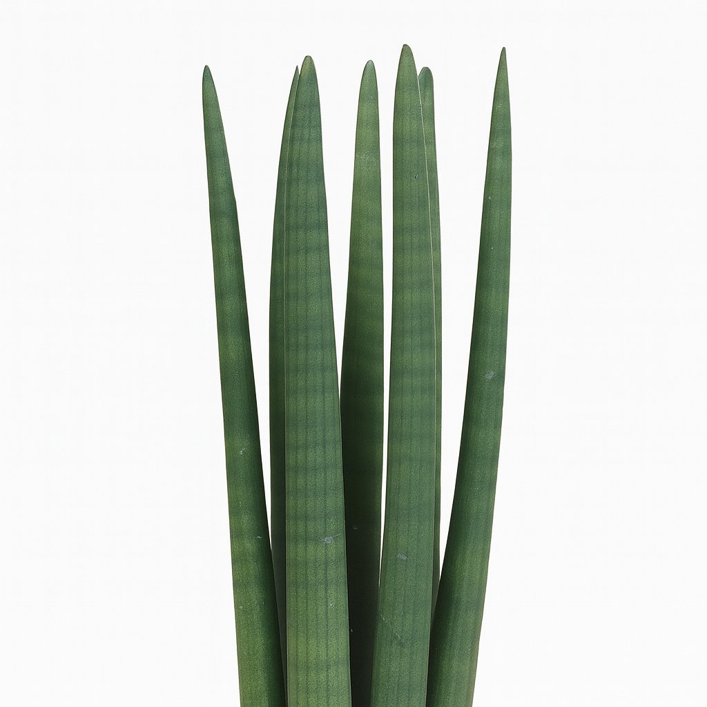 Sansevieria Straight - 40cm
