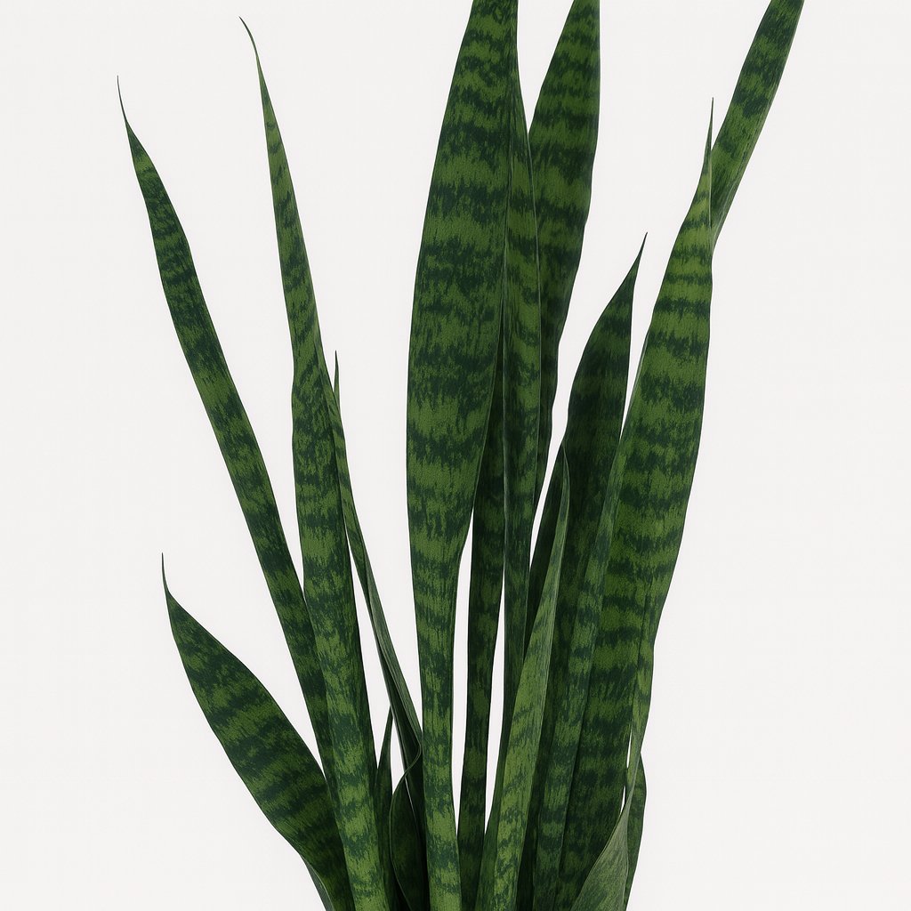 Sansevieria Zeylanica - 75cm