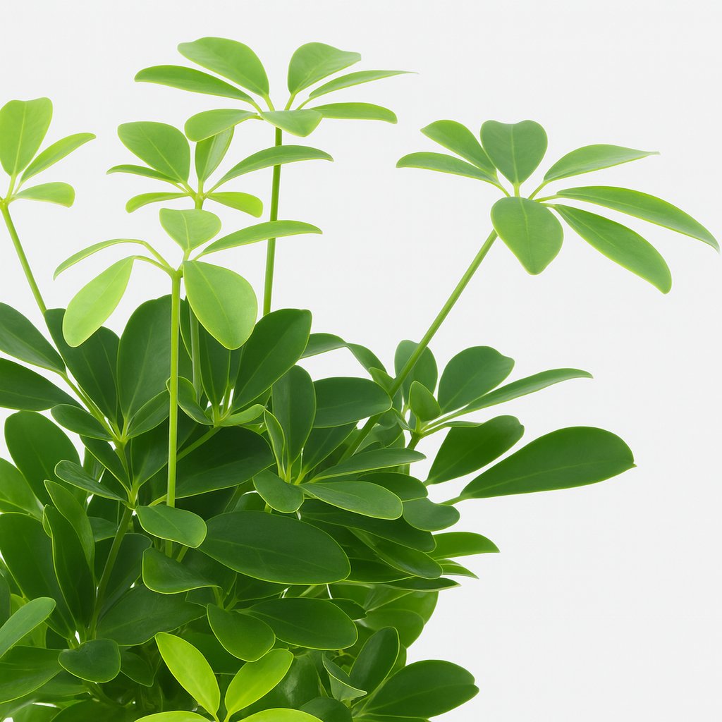 Schefflera Compacta Nora - 50cm