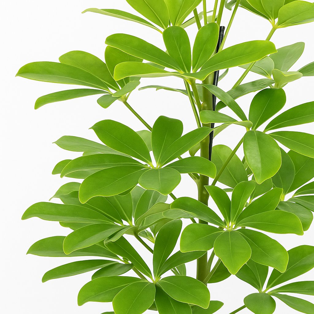 Schefflera Nora - 45cm