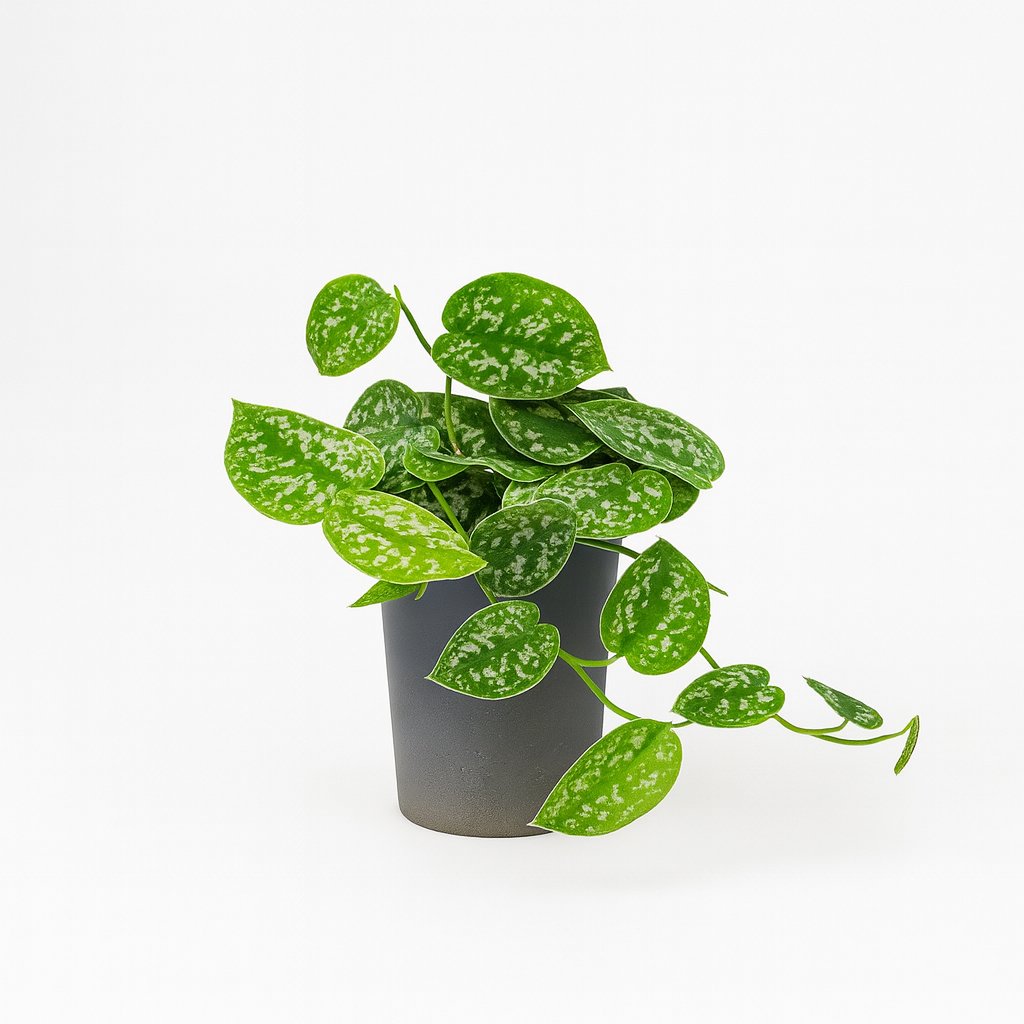 Luftreinigende Pflanzen hängend (mittel)