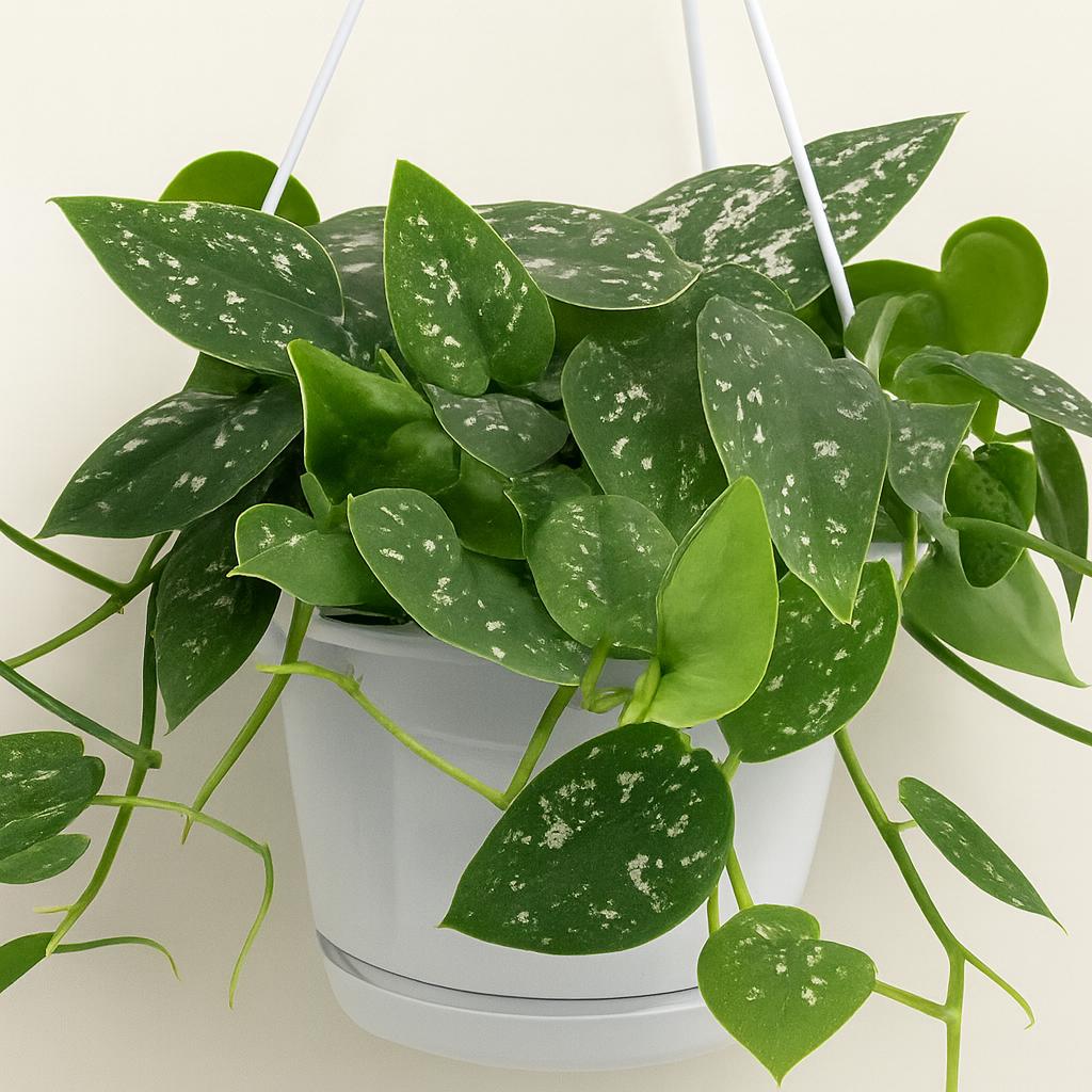 Scindapsus Pictus Argyraeus - 25cm