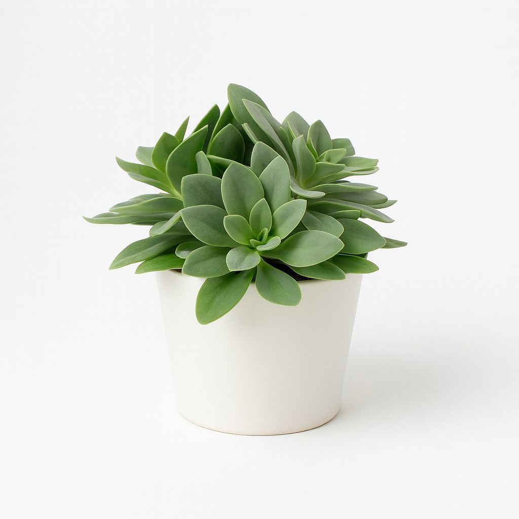 Senecio Cephalophorus - 15cm