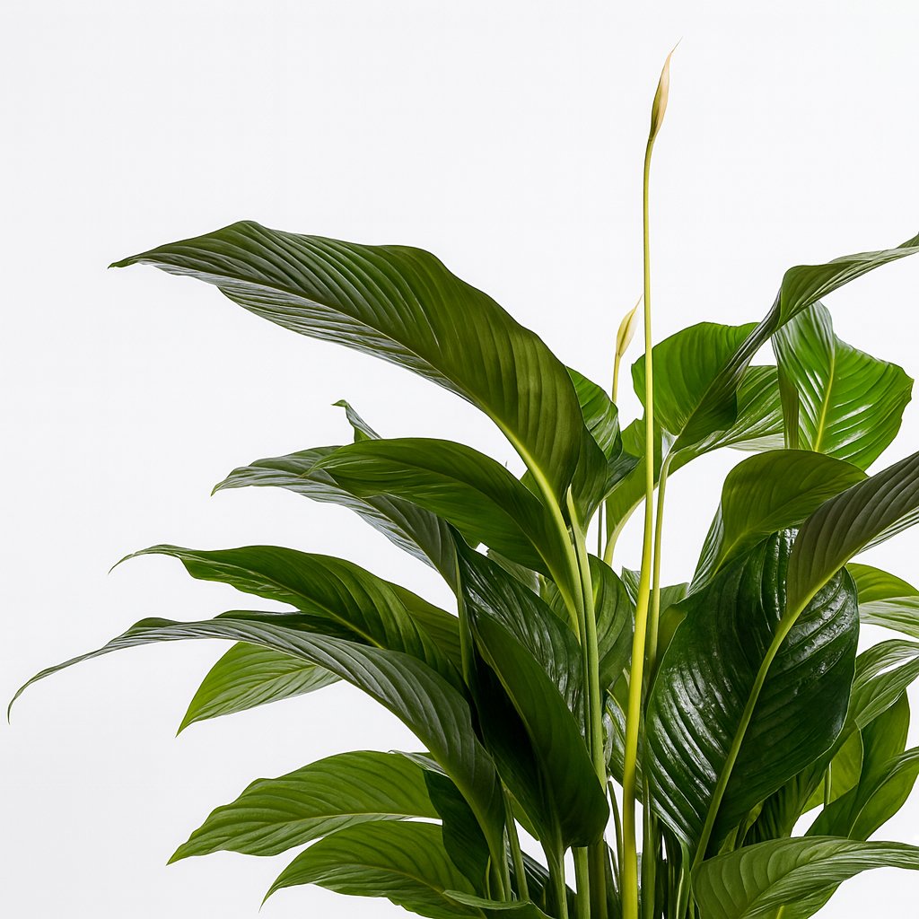 Spathiphyllum Bellini - 100cm