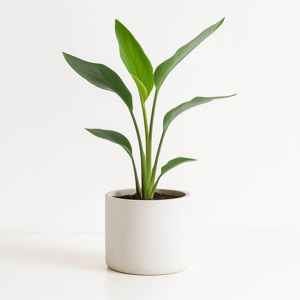 Zimmerpflanzen für Südfenster mit Heizung