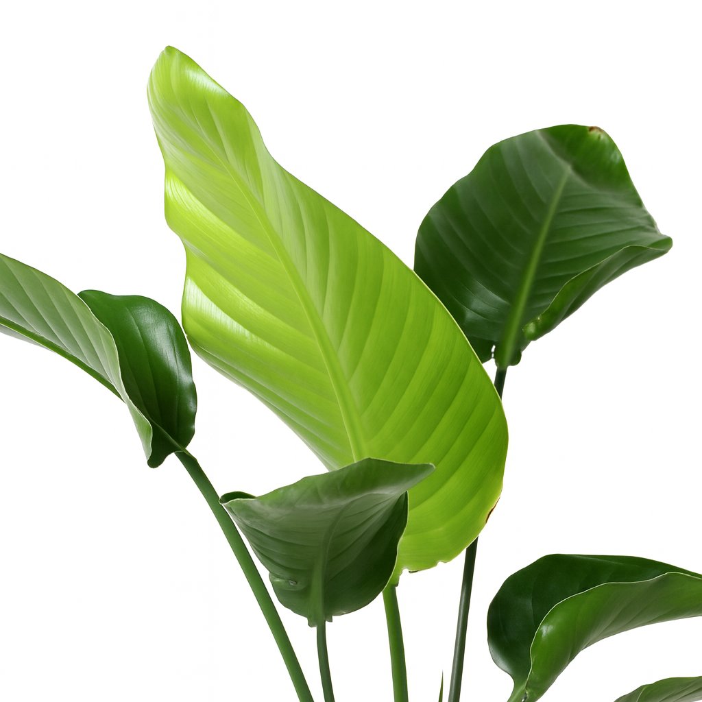 Strelitzia Nicolai - 100cm