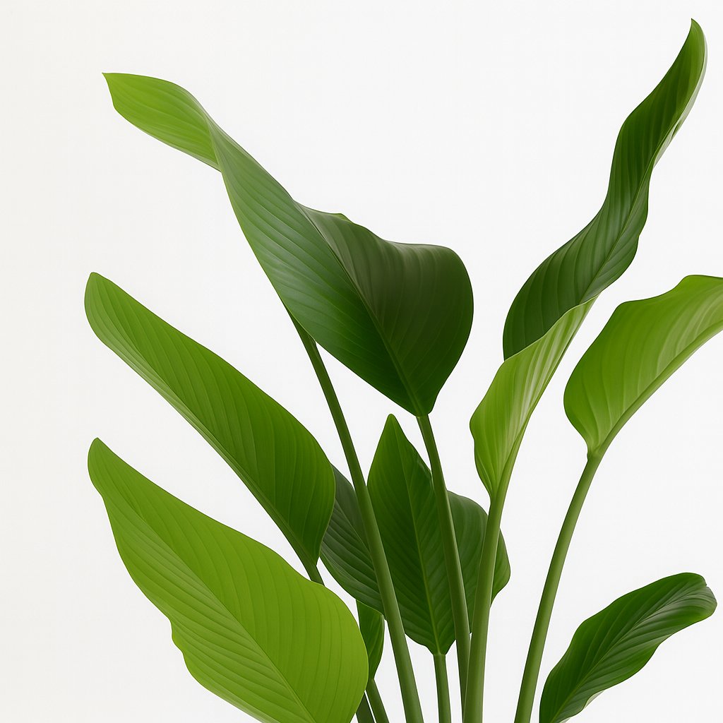 Strelitzia Nicolai - 110cm