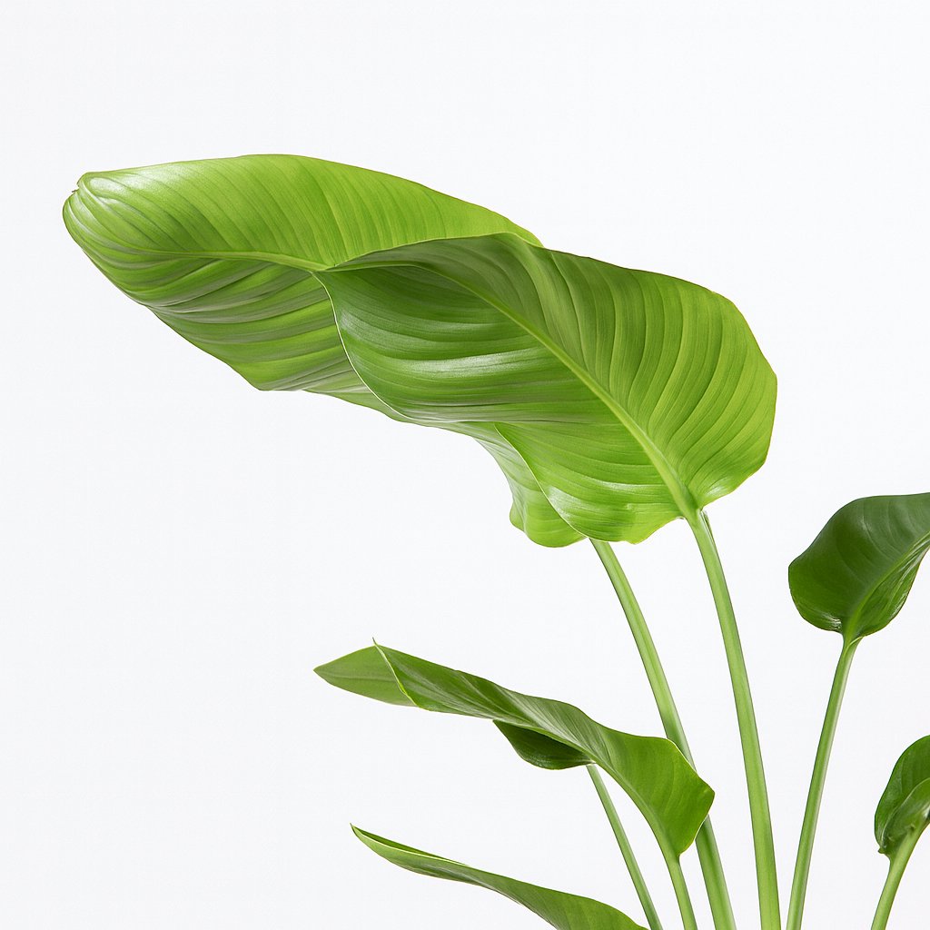 Strelitzia Nicolai - 90cm