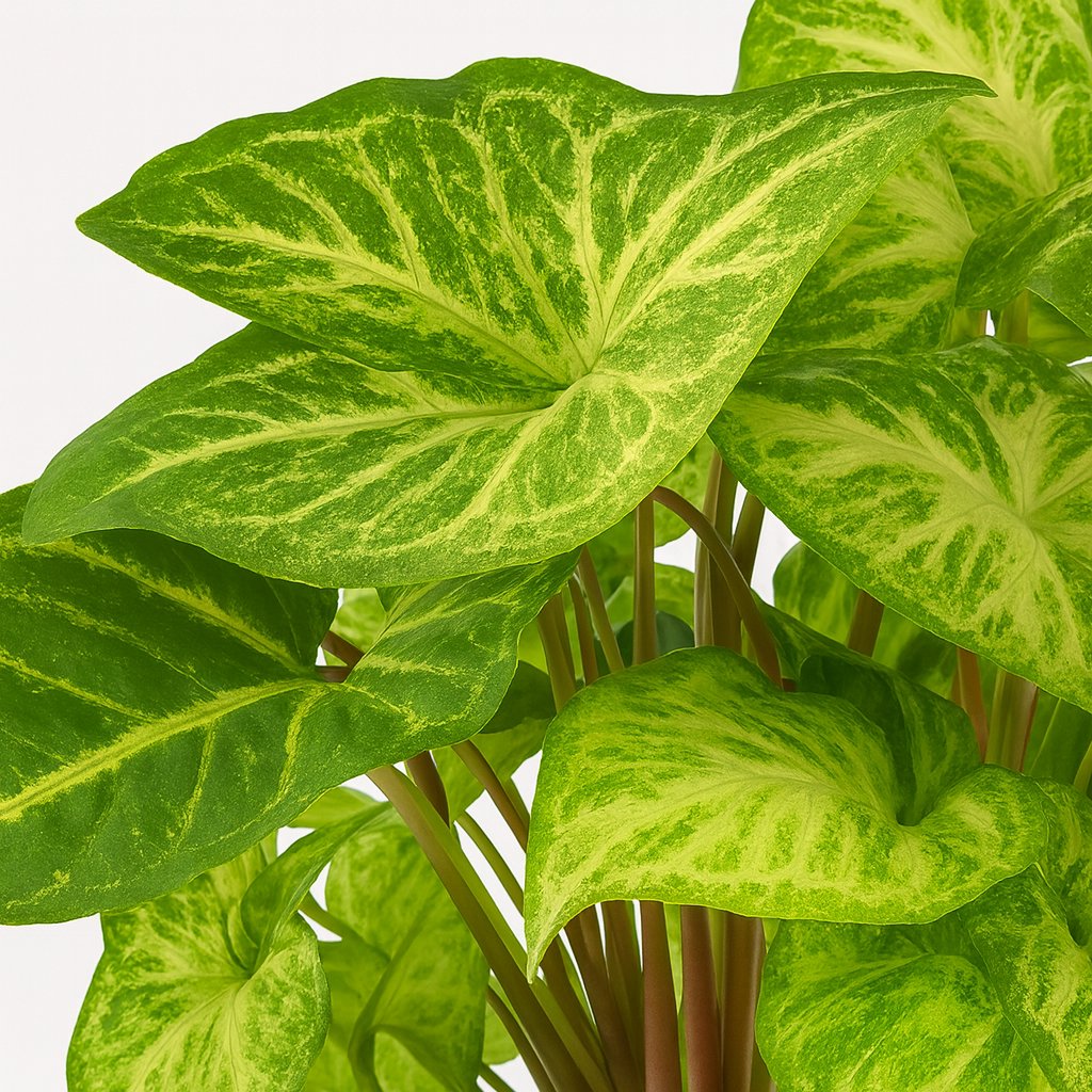 Syngonium Arrow Feel Green - 25cm