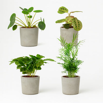 Tierfreundliches Pflanzenset - 4 Stück - 20-40cm