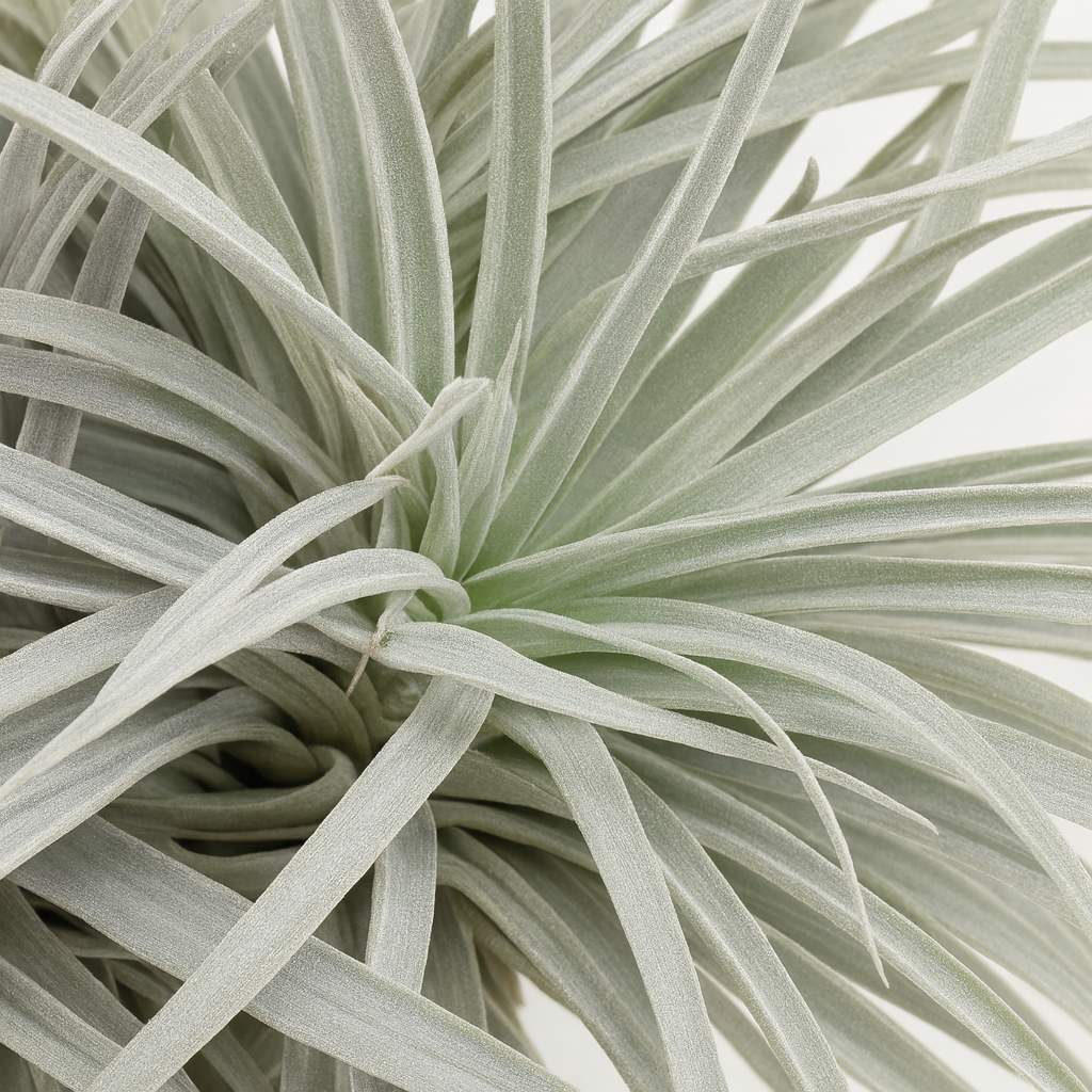 Tillandsia Super Silver XL - 15cm