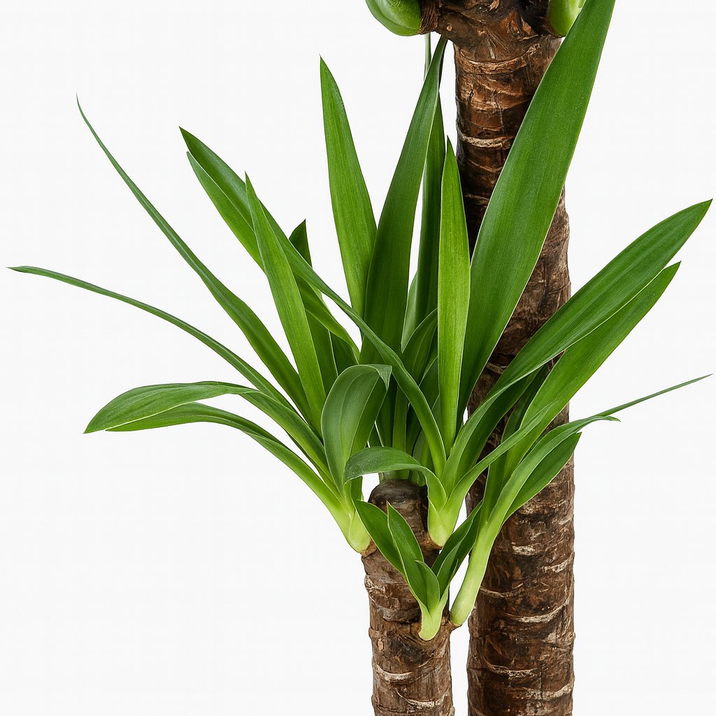 Yucca Elephantipes - 100cm