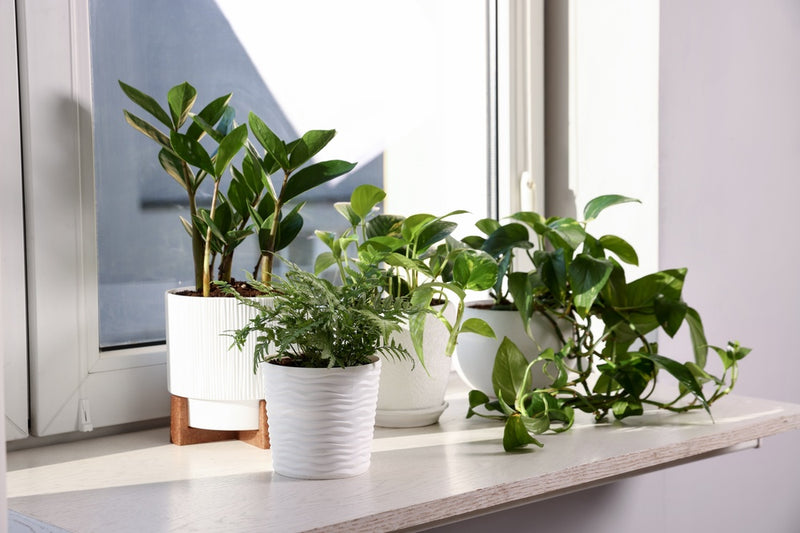 Florage Zimmerpflanzen