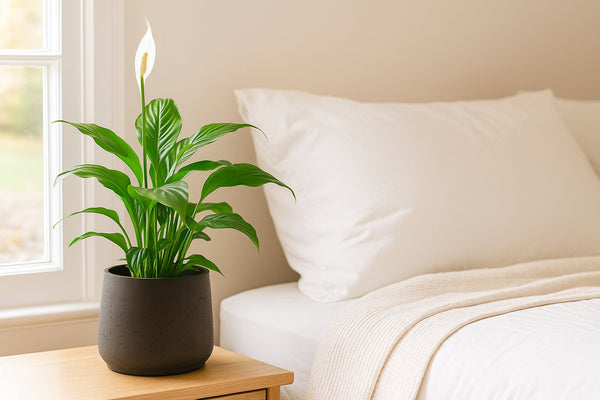 Einblatt im Schlafzimmer: Pflege, Wirkung und Standort