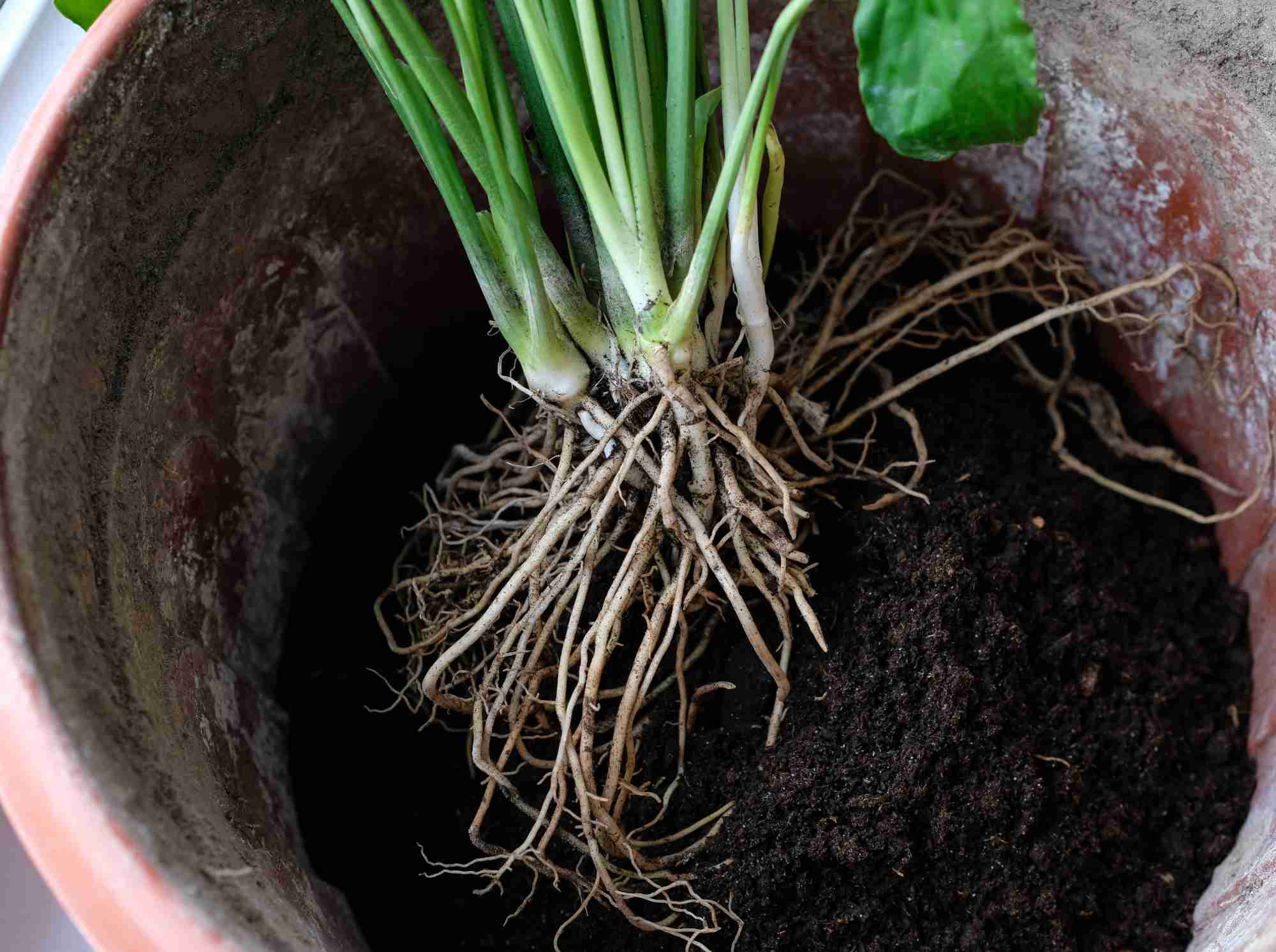 Einblatt vermehren – Teilung, Ableger &amp; Pflege