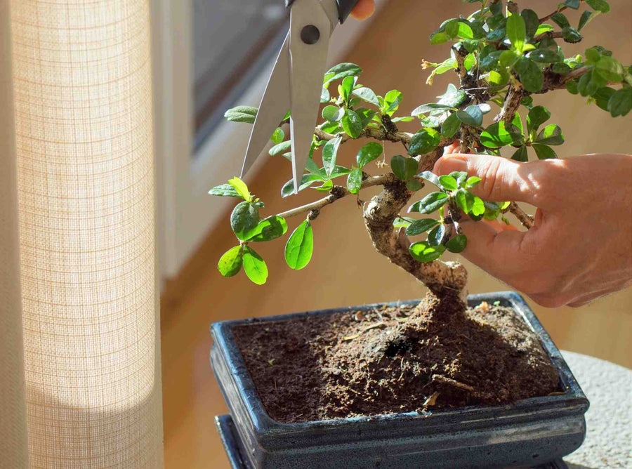 Ficus Bonsai schneiden – Anleitung mit Zeitplan