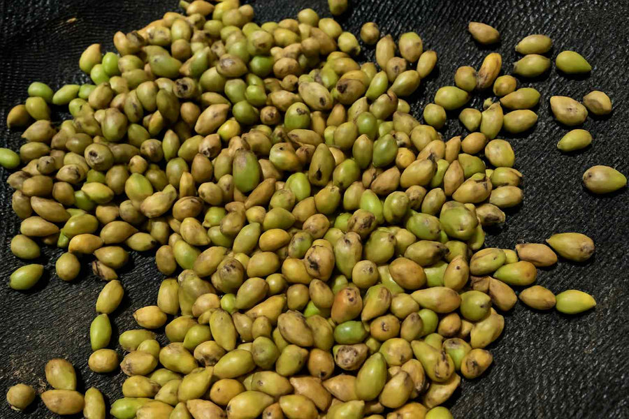 Monstera Thai Constellation Samen: Alles, was du wissen musst