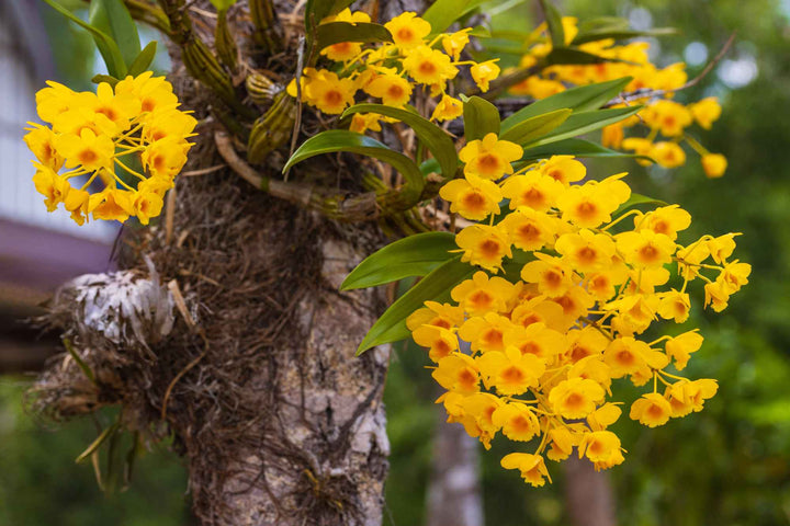 Orchidee in der Natur – Arten, Standorte & Tricks