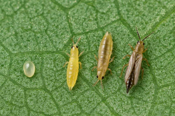 Thripse und ihre Stadien: Alles, was du über diese Schädlinge wissen musst