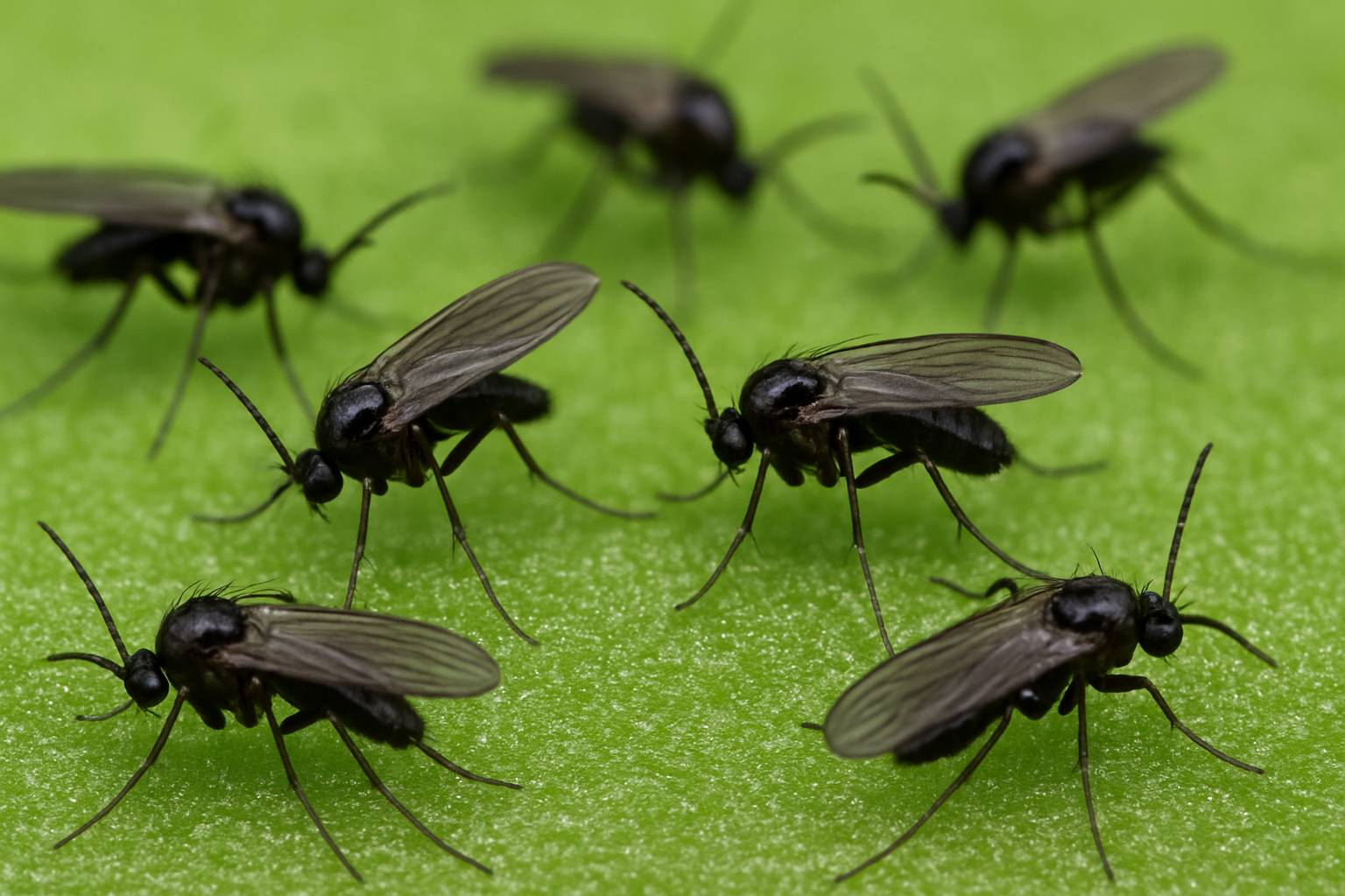 Trauermücken erkennen und bekämpfen: Dein Weg zu gesunden Pflanzen
