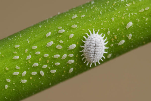Wollläuse und ihre Übertragung auf Menschen: Was du wissen musst