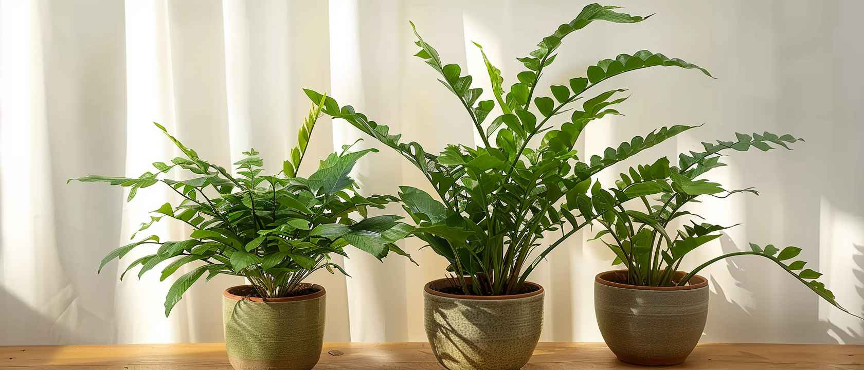 Aglaomorpha in einem Blumentopf