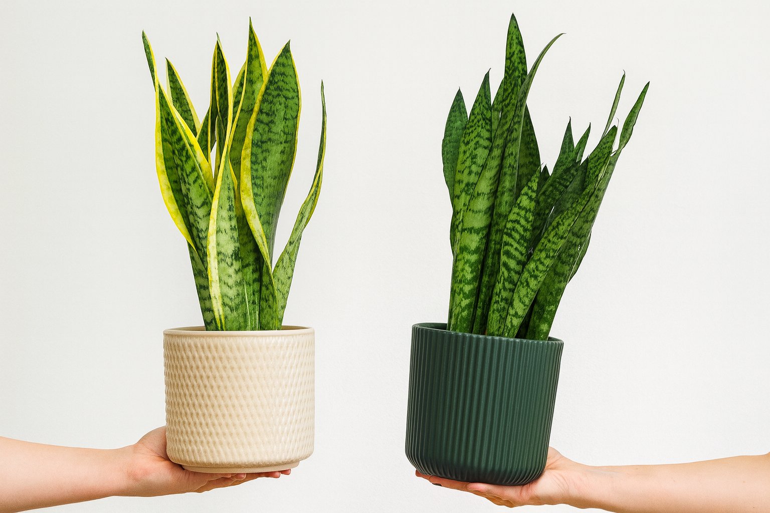 2 Schlangenpflanzen die von 2 Händen gehalten werden