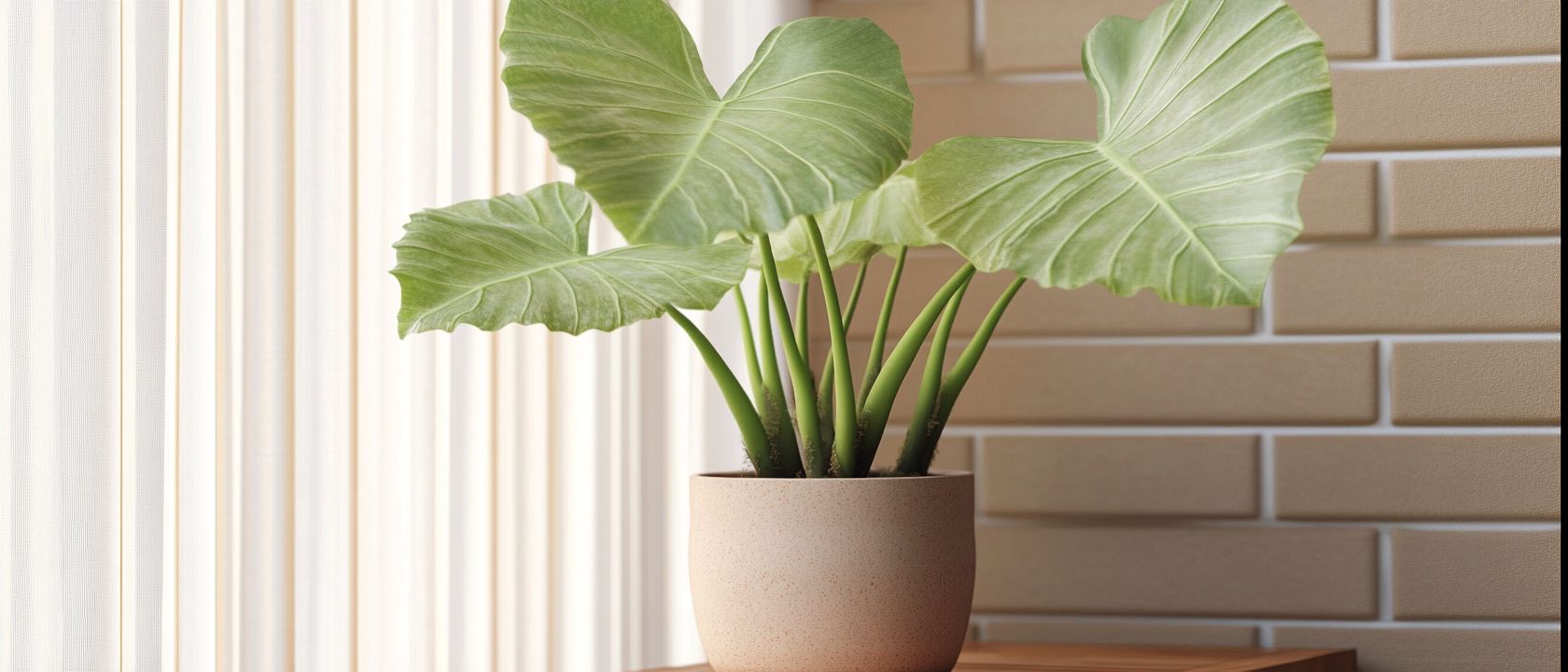 Alocasia Gageana kaufen