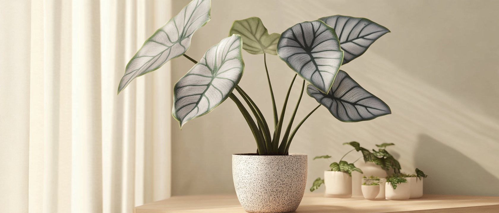 Alocasia Nebula Silver kaufen