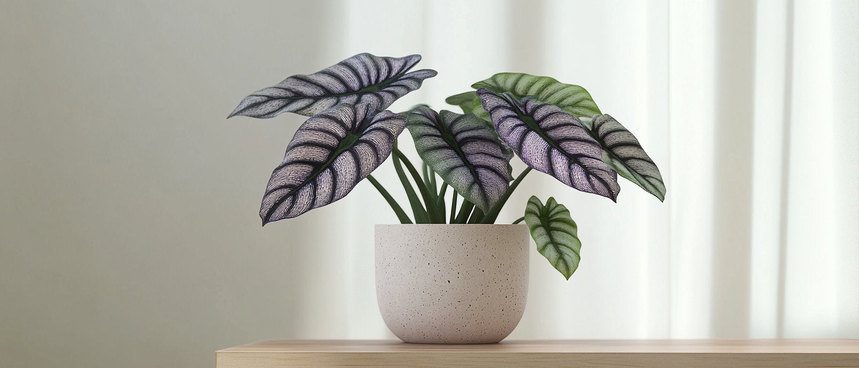 Alocasia Silver Dragon kaufen