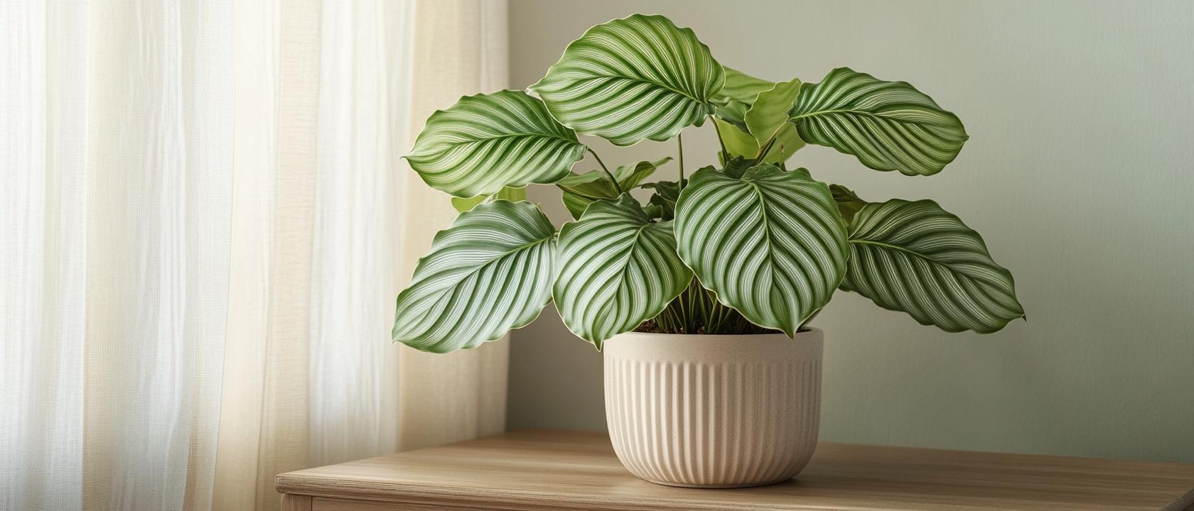 Calathea Orbifolia kaufen