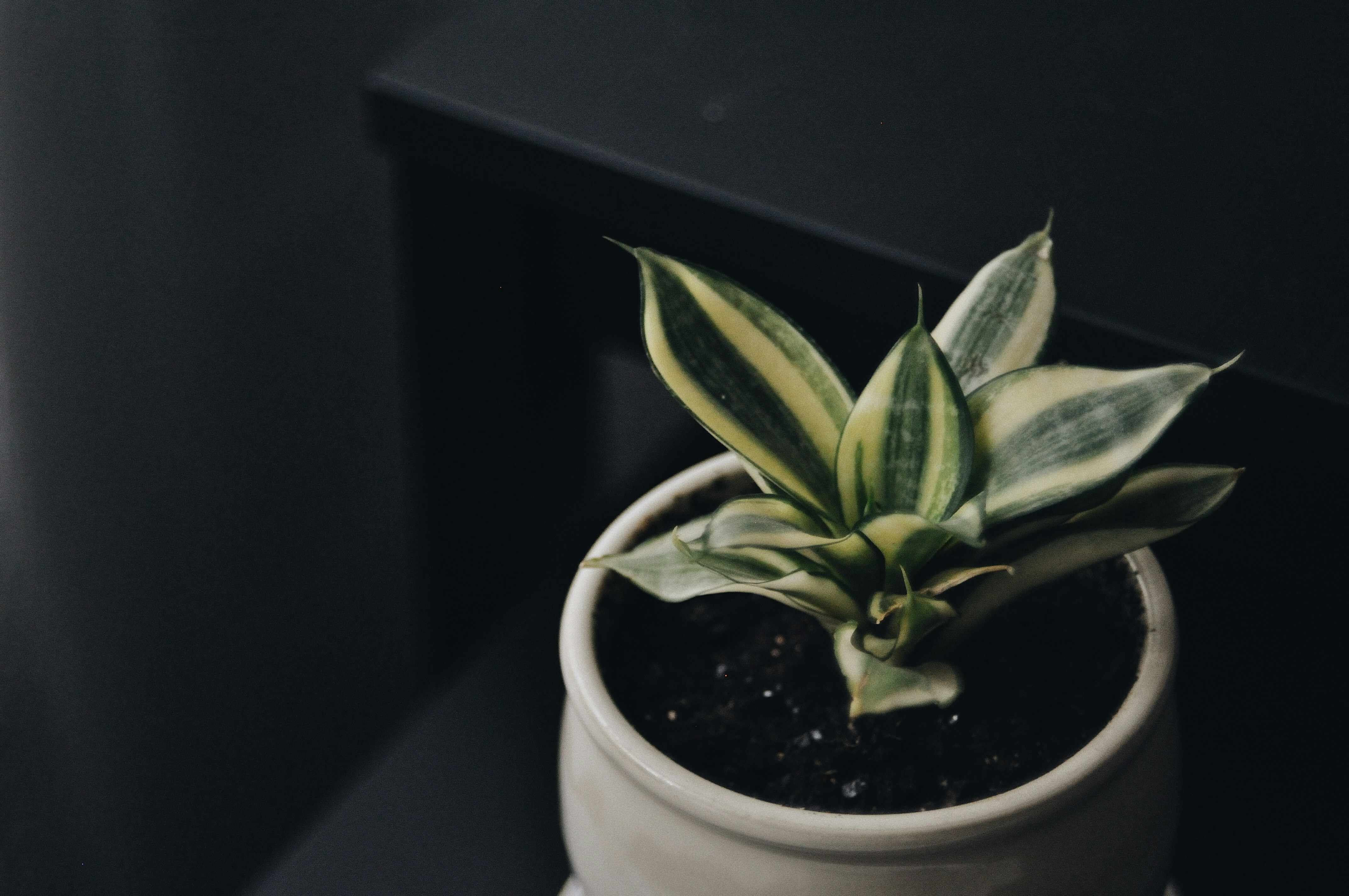 Pflanzen für dunkle Räume kaufen