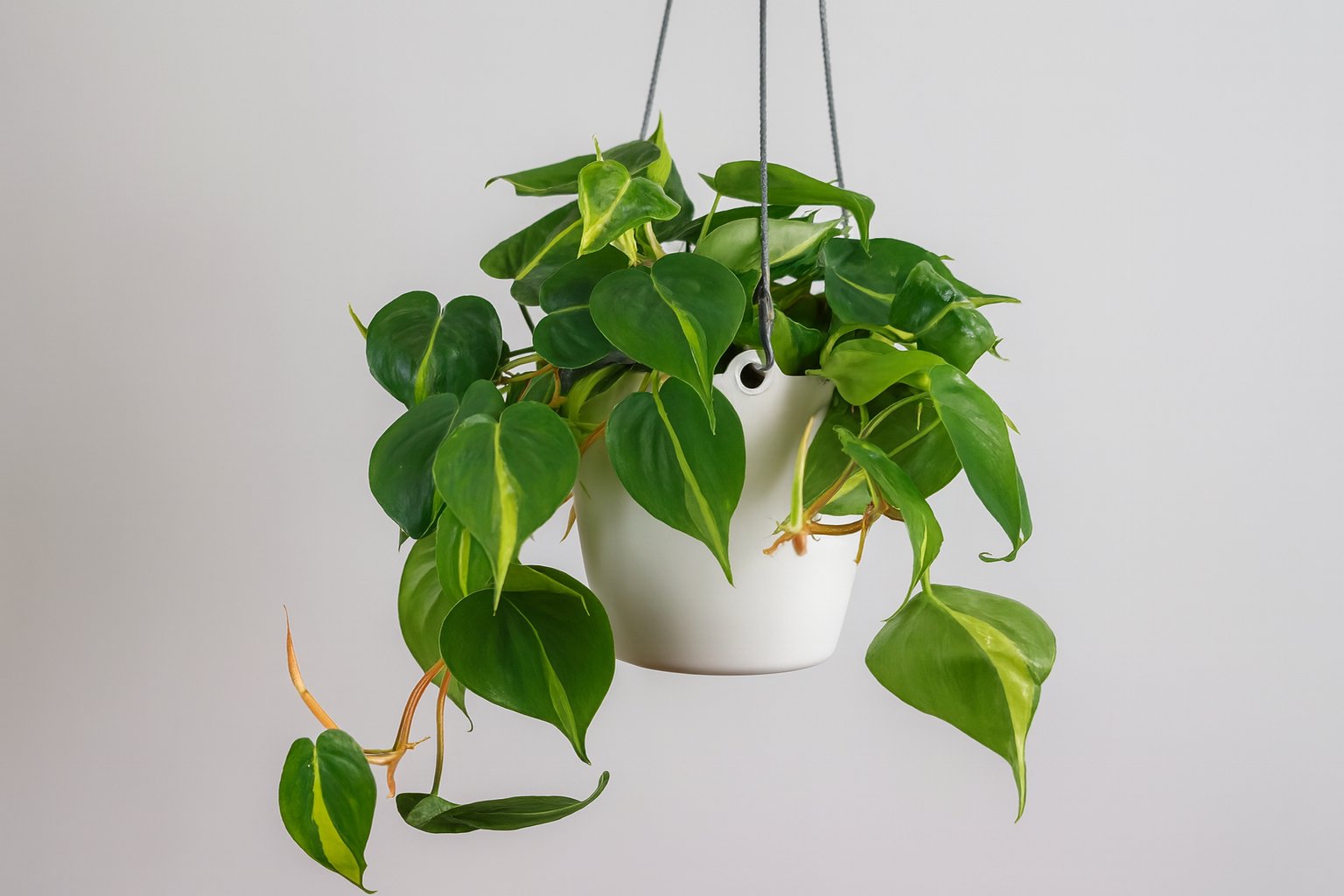 Philodendron in Hängetopf