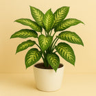 Dieffenbachia Reeva - 75cm in einem modernen Studio mit modernem Topf