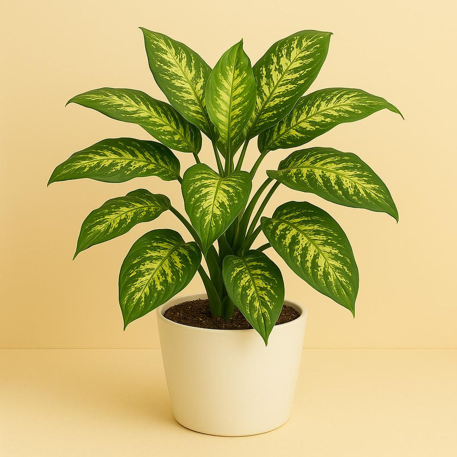 Dieffenbachia Reeva - 75cm in einem modernen Studio mit modernem Topf