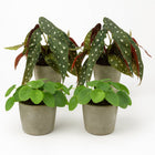 2x Pilea Peperomioides + 2x Begonia Maculata - 4 Stück - 20cm in einem modernen Studio mit modernem Topf