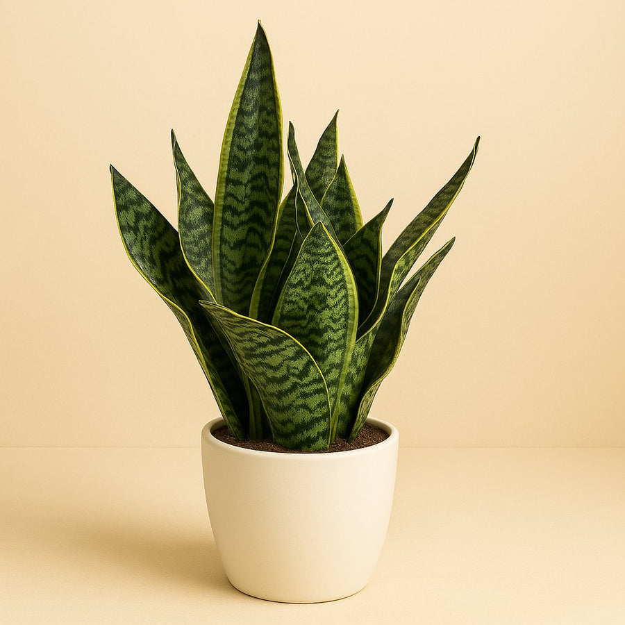 Sansevieria Golden Edge - 50cm in einem modernen Studio mit modernem Topf