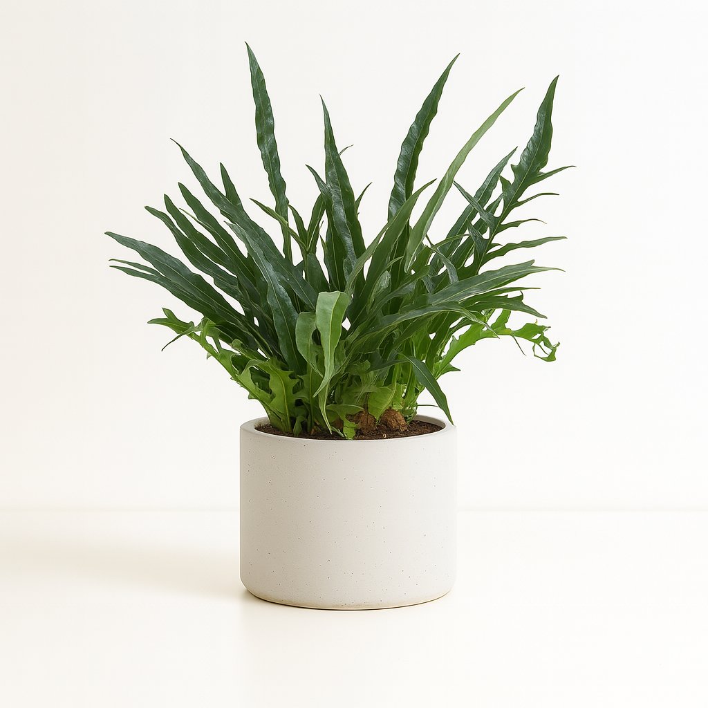 Aglaomorpha Coronans - 60cm in einem modernen Studio mit modernem Topf