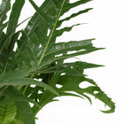 Aglaomorpha Coronans - 60cm