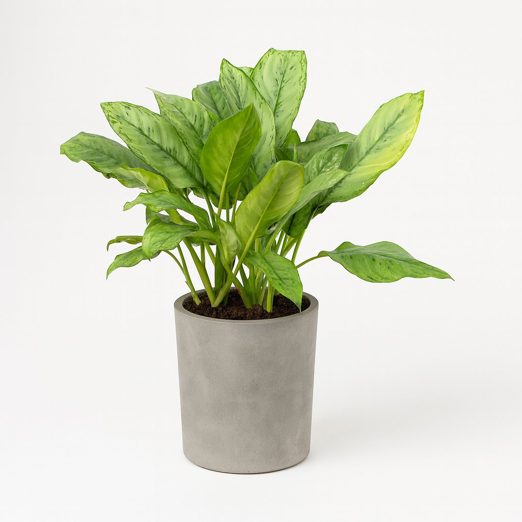 Aglaonema B.J, Freedman - 70cm in einem modernen Studio mit modernem Topf