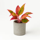 Aglaonema Crete - 30cm in einem modernen Studio mit modernem Topf
