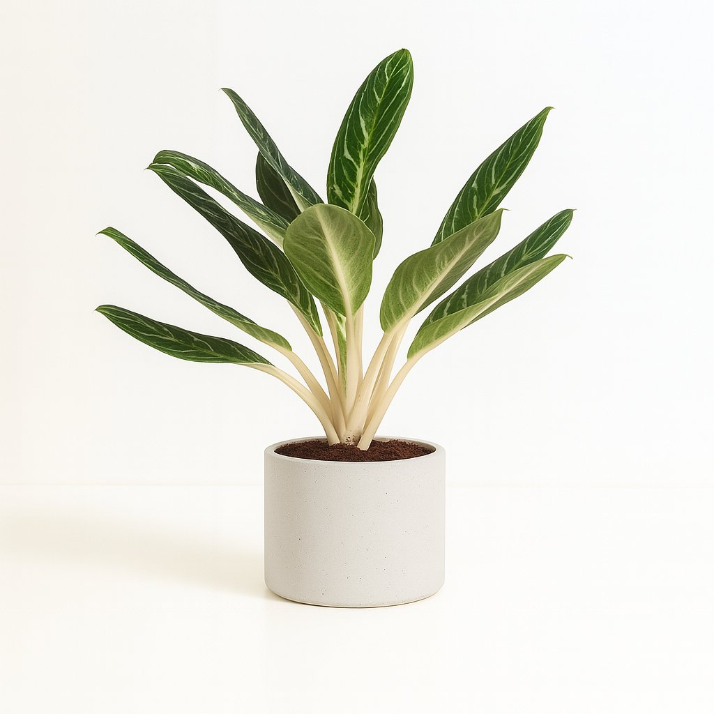 Aglaonema Keylime - 60cm in einem modernen Studio mit modernem Topf