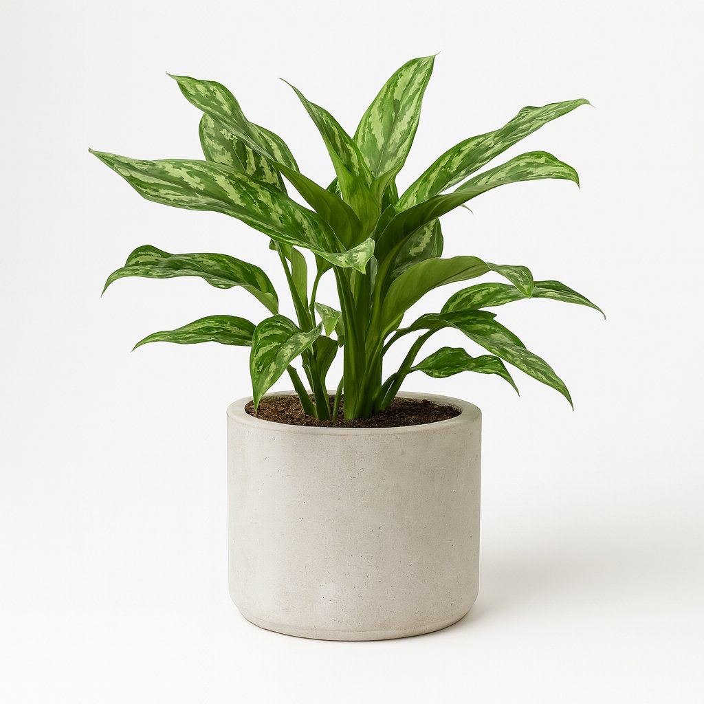 Aglaonema Maria - 40cm in einem modernen Studio mit modernem Topf