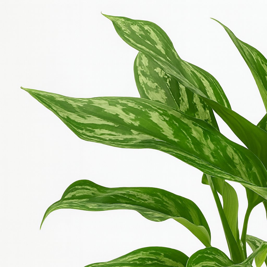 Aglaonema Maria - 40cm