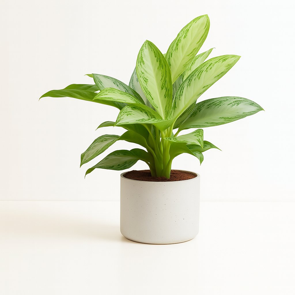 Aglaonema Silver Bay - 80cm in einem modernen Studio mit modernem Topf