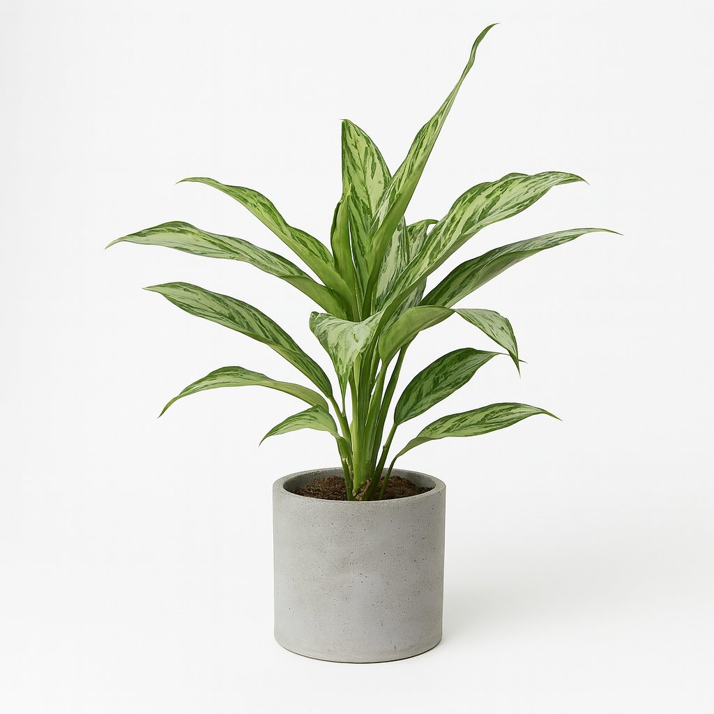 Aglaonema Silver Queen - 45cm in einem modernen Studio mit modernem Topf