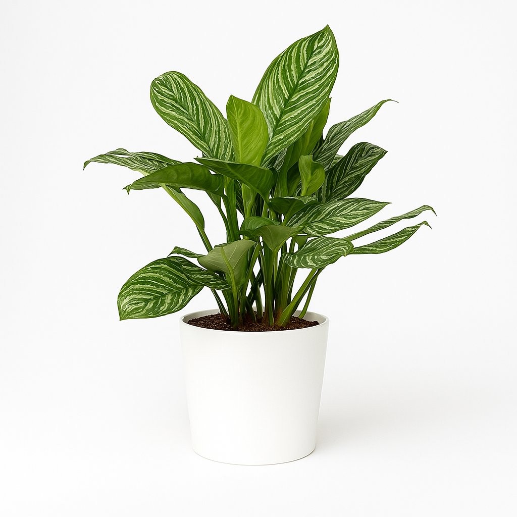 Aglaonema Stripes - 80cm in einem modernen Studio mit modernem Topf