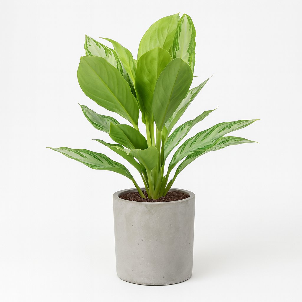 Aglaonema Silver Bay - 55cm in einem modernen Studio mit modernem Topf