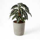 Alocasia Bambino Arrow - 40cm in einem modernen Studio mit modernem Topf